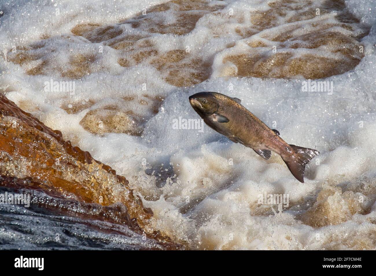Atlantic salmon (Salmo salar) leaping on upstream migration, River Tyne, Hexham, Northumberland, UK Stock Photo