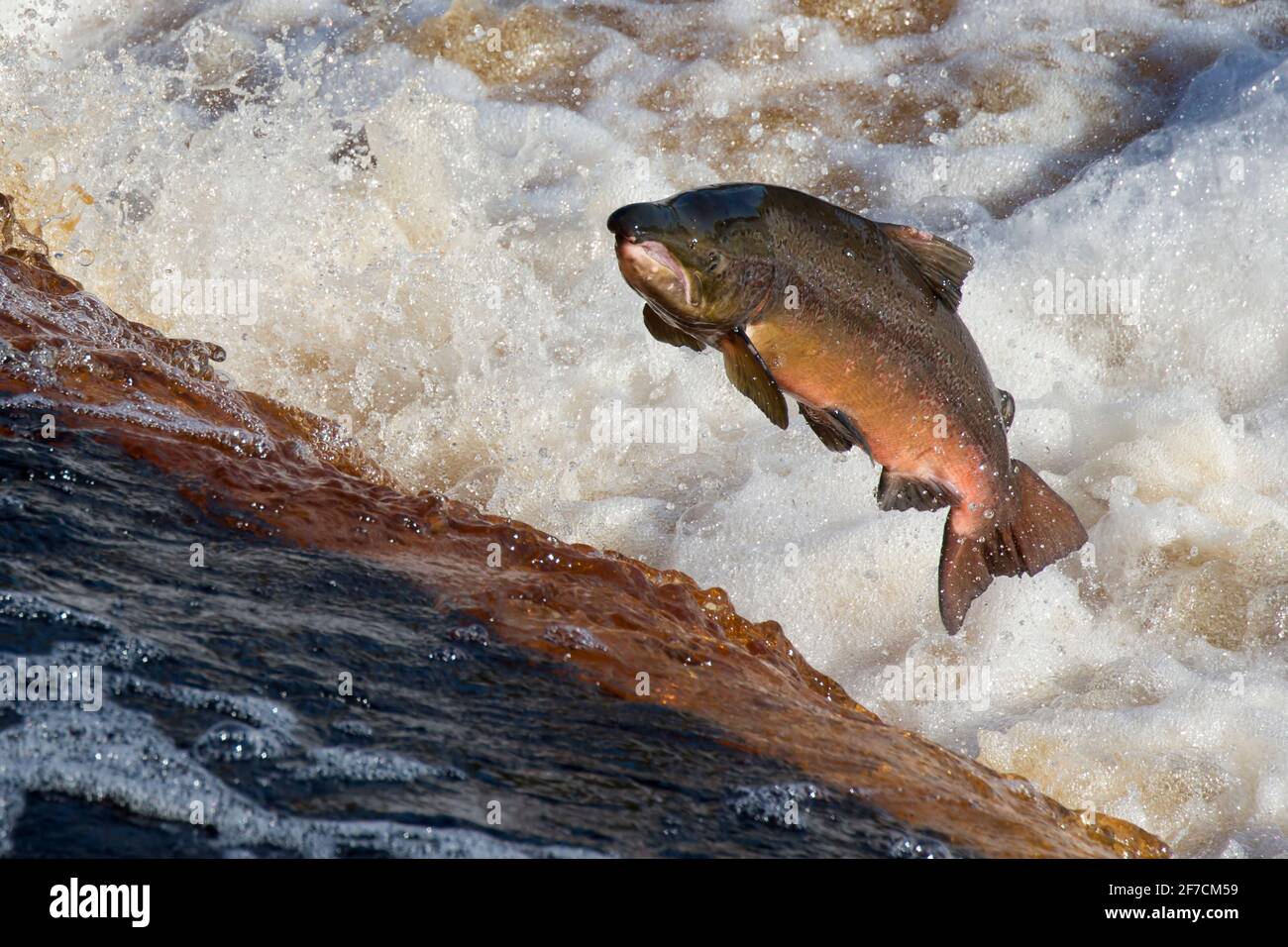 Atlantic salmon leaping hires stock photography and images Alamy