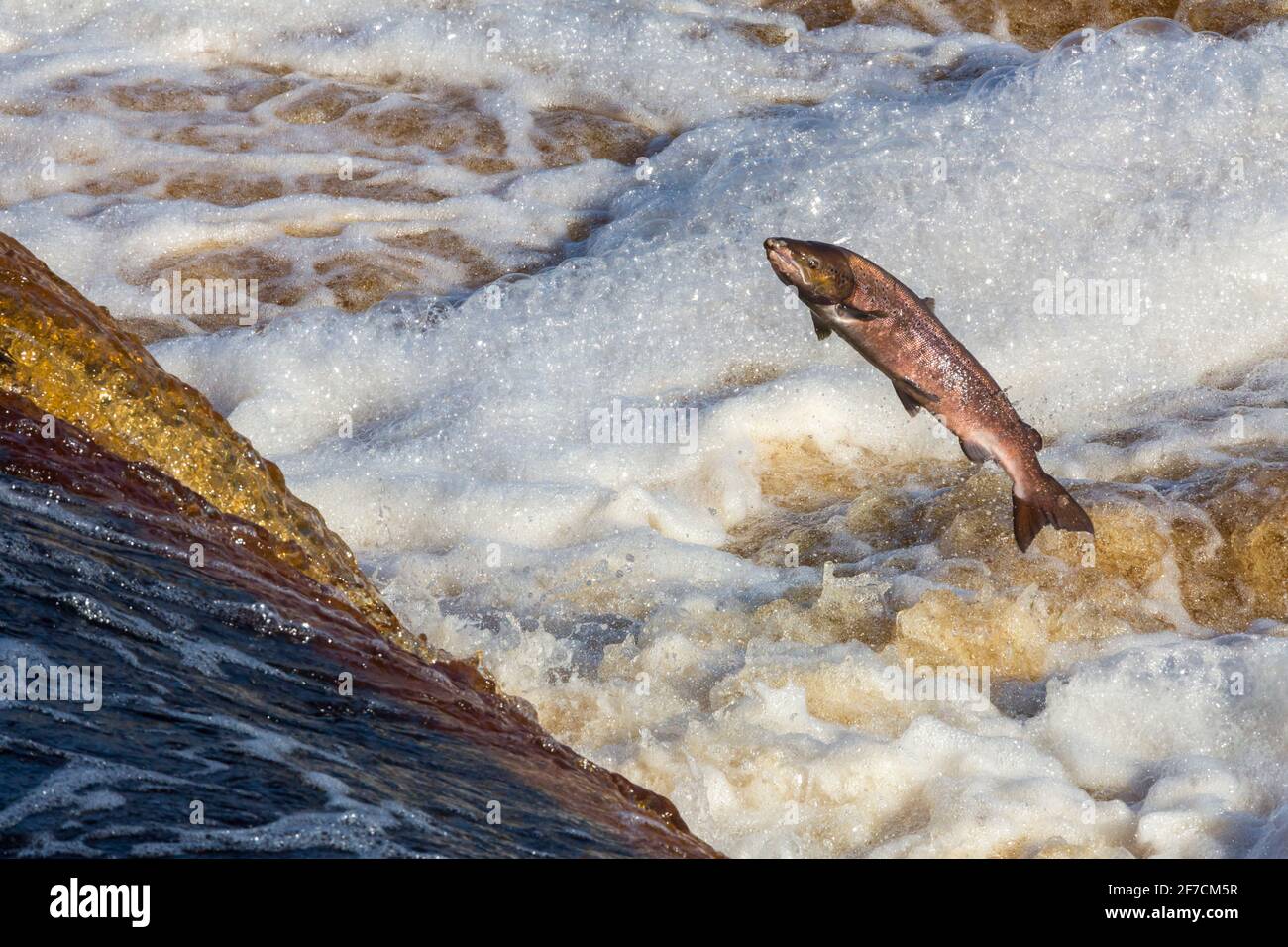 Atlantic salmon (Salmo salar) leaping on upstream migration, River Tyne, Hexham, Northumberland, UK Stock Photo