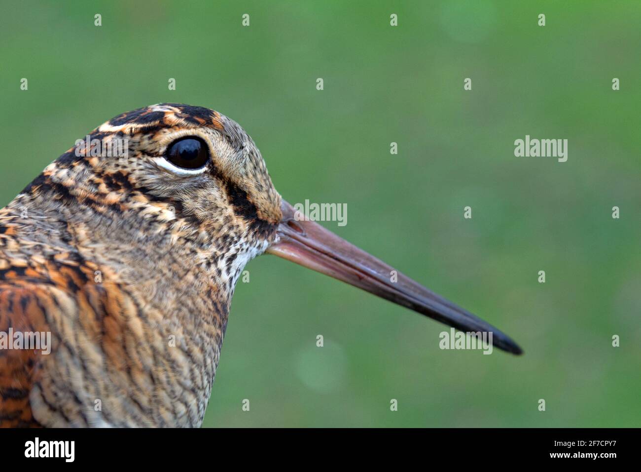 Portrait of Eurasian woodcock (Scolopax rusticola). Woodland night sandpiper with large eyes and long beak for extracting earthworms Stock Photo