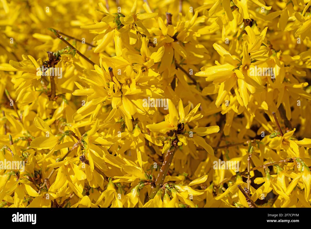 Spring season forsythia plants hi-res stock photography and images - Alamy