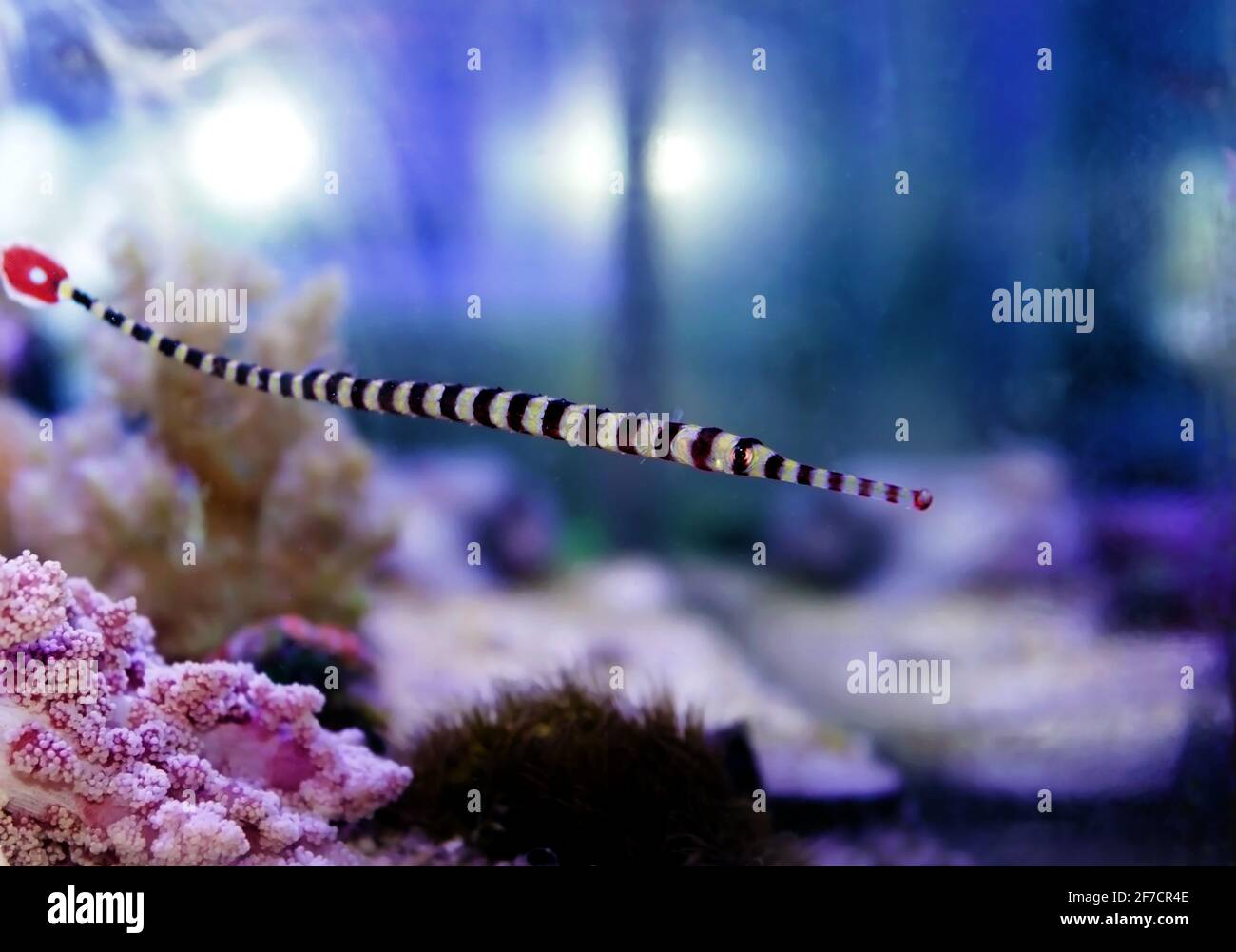 Banded pipefish in reef aquarium tank - Doryrhamphus dactyliophorus Stock Photo
