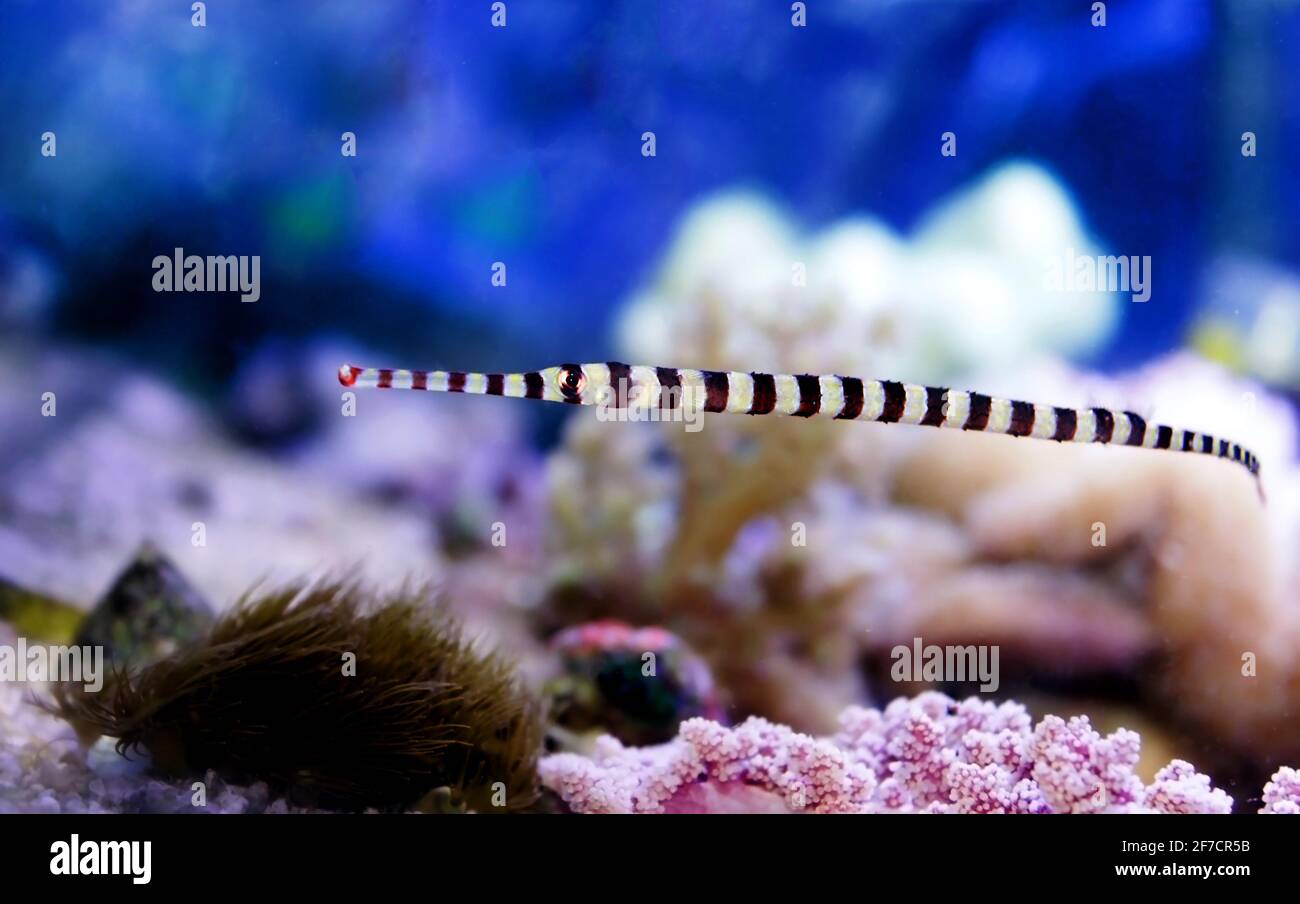 Banded pipefish in reef aquarium tank - Doryrhamphus dactyliophorus Stock Photo