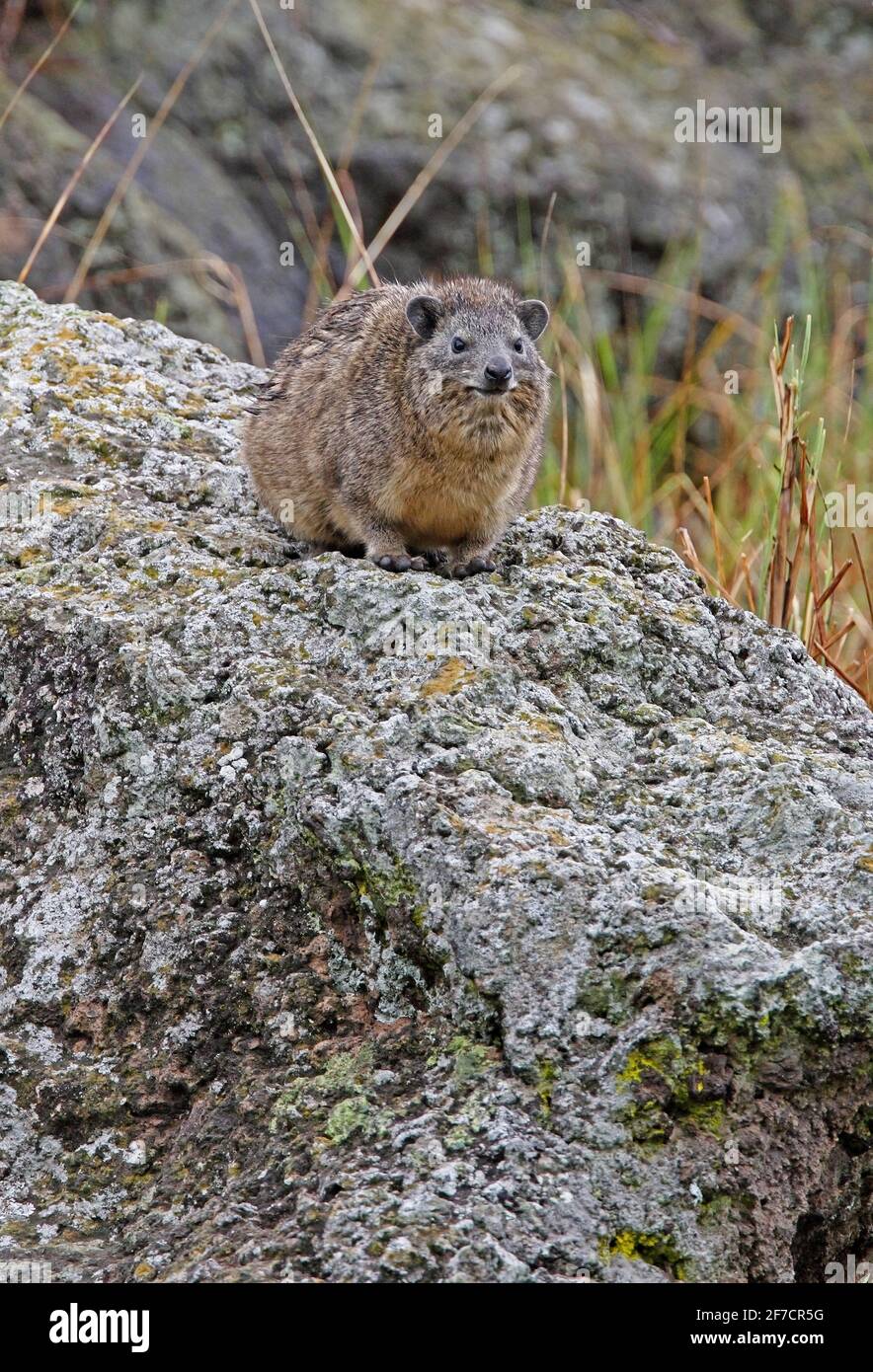 Rock Hyrax (Procavia capensis) adult on rock Lake Naivasha, Kenya               October Stock Photo