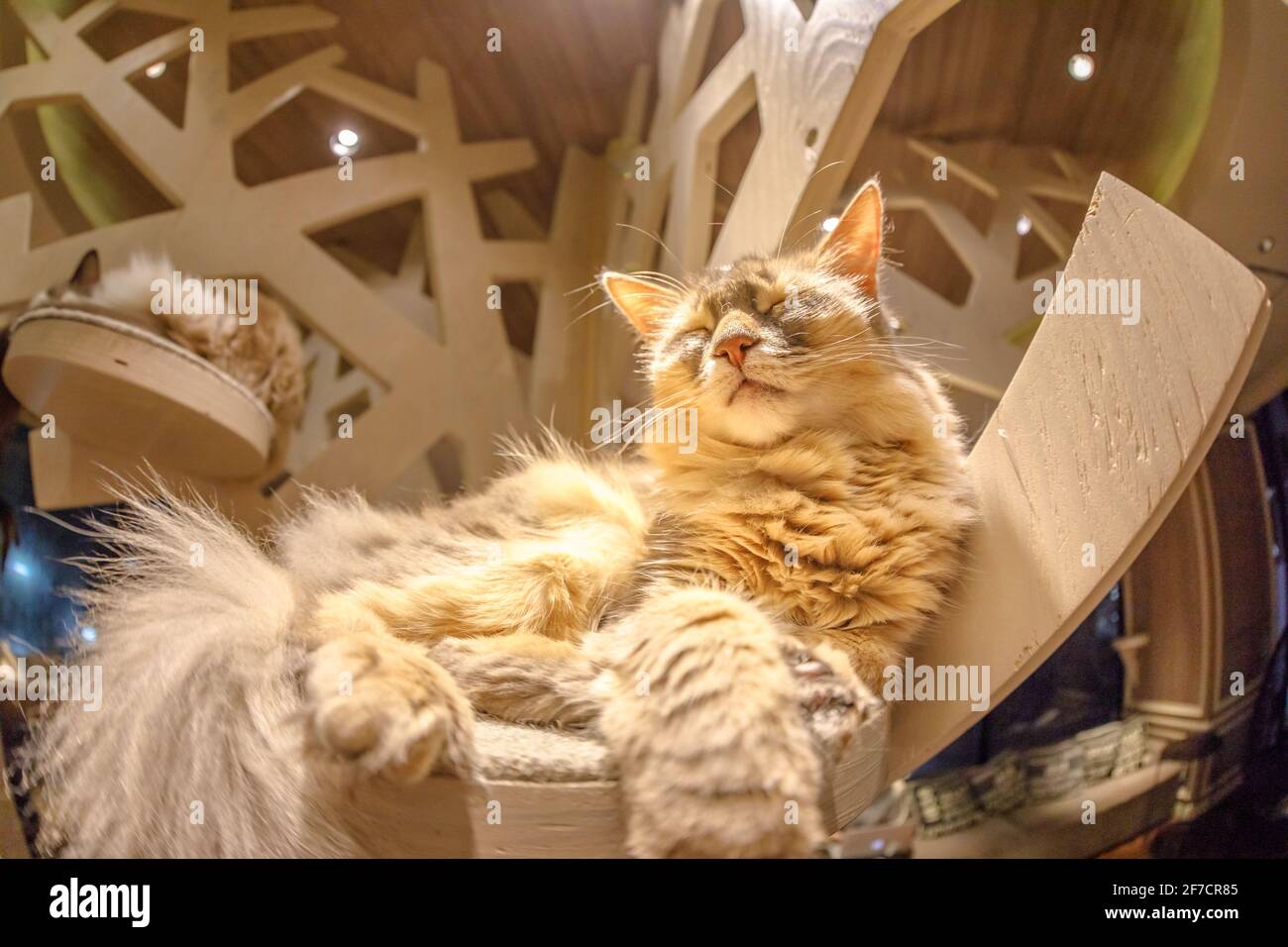 Tokyo, Japan - April 17, 2017: sleeping red Turkish Angora cat inside of cat cafe Stock Photo