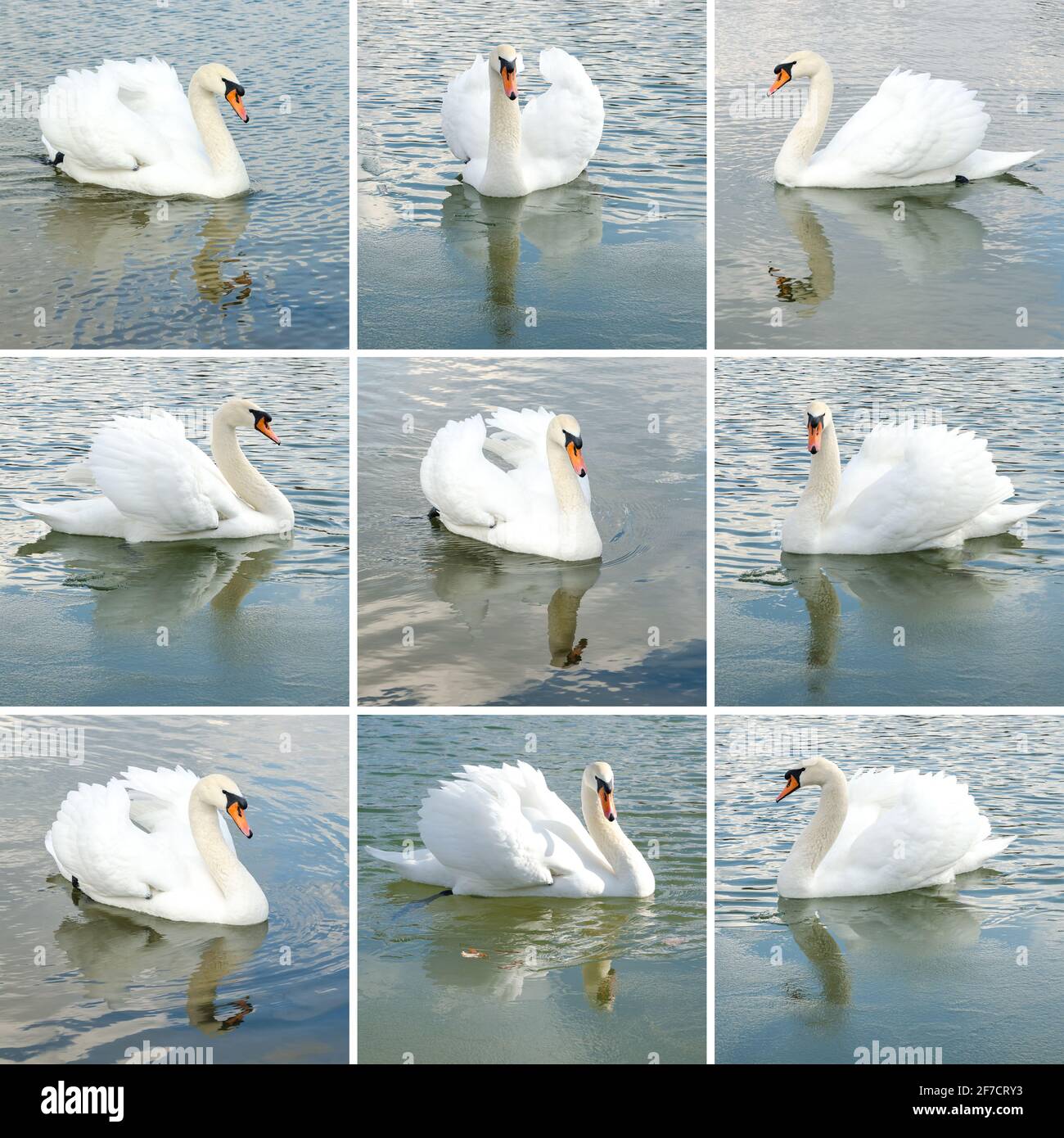 collection of beautiful swan swimming in the pond Stock Photo - Alamy