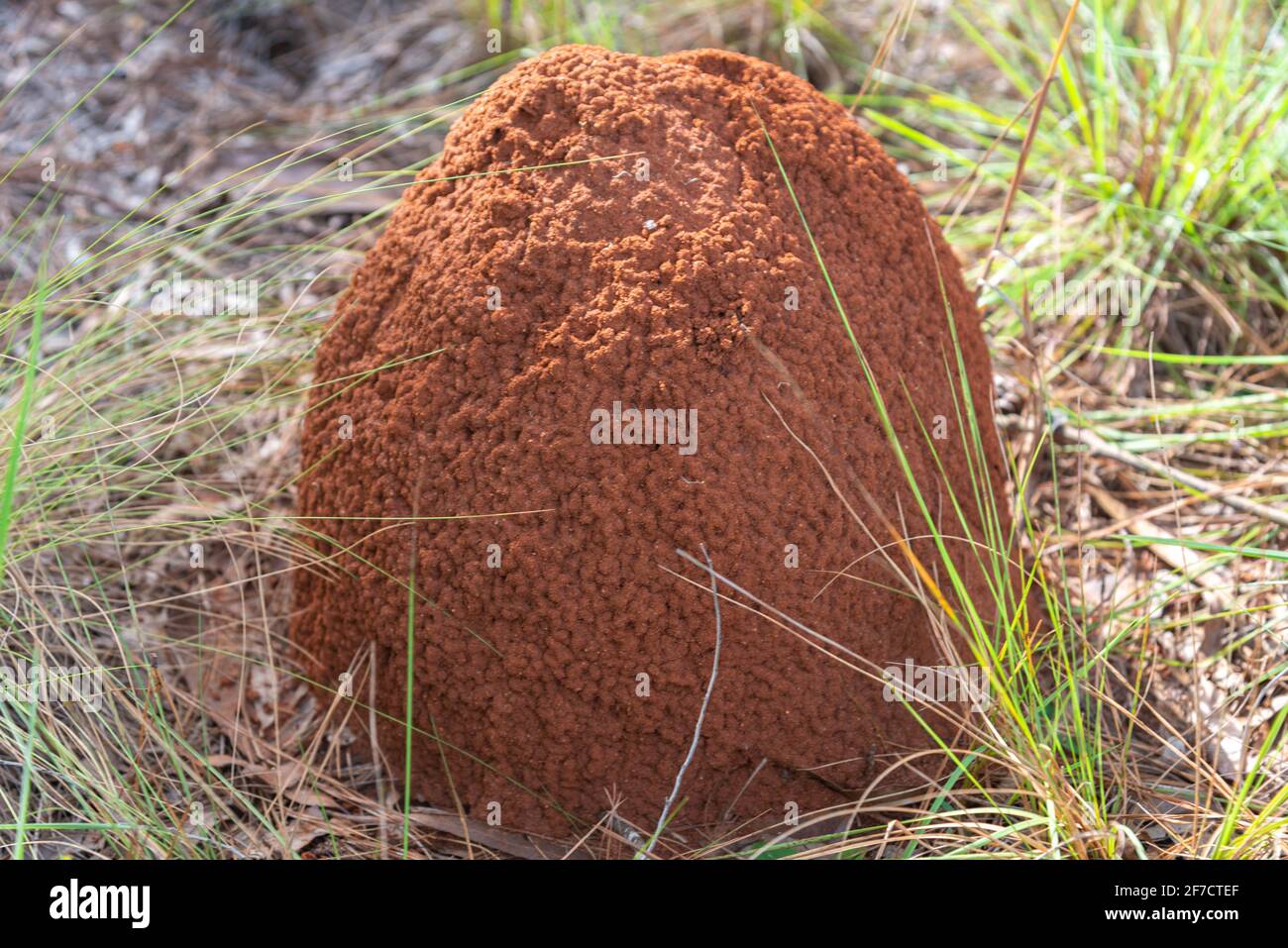 Termite nest in house hires stock photography and images Alamy