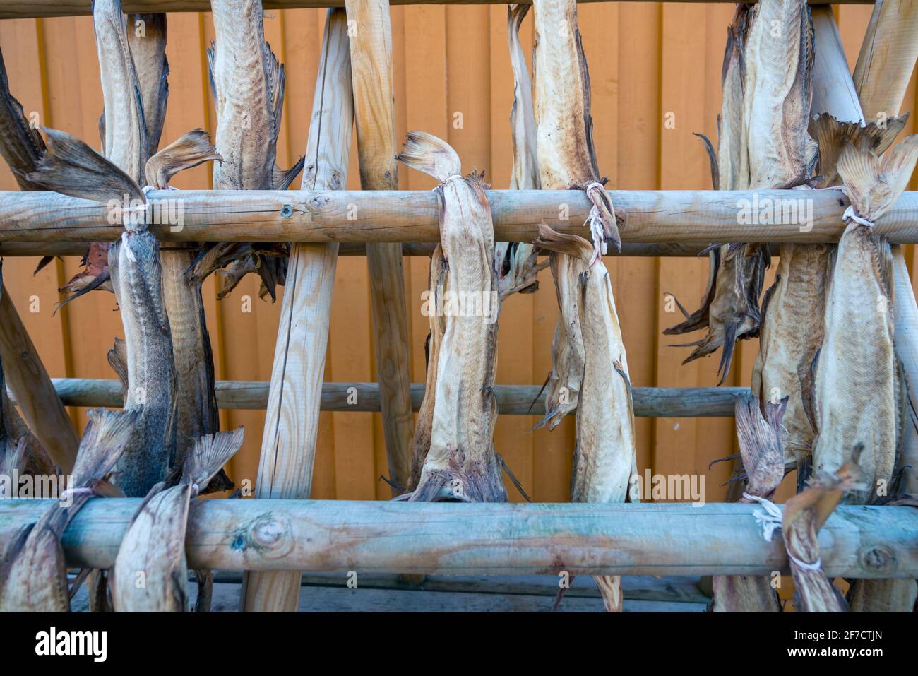 Closeup of a lot of big, dried fish hanging from a wooden stand in front of orange wall. Fisherman's village of Reine, Lofoten, Norway. Fishing in the Stock Photo