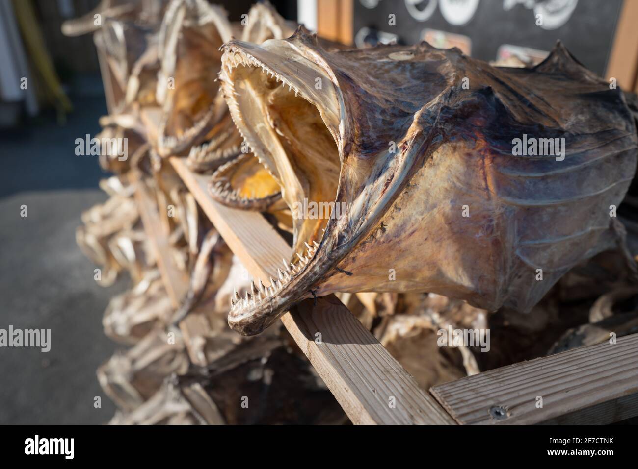 Closeup of a lot of big, dried fish with open mouth and sharp teeth laid in a wooden stand in fisherman's village of Reine, Lofoten, Norway. Fishing i Stock Photo