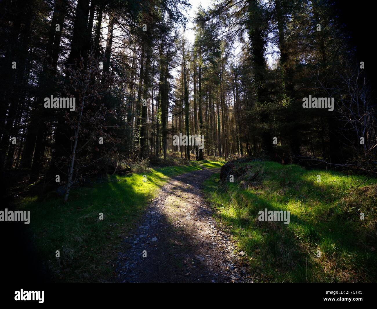Unmade road leading away through a pine wooded area Stock Photo