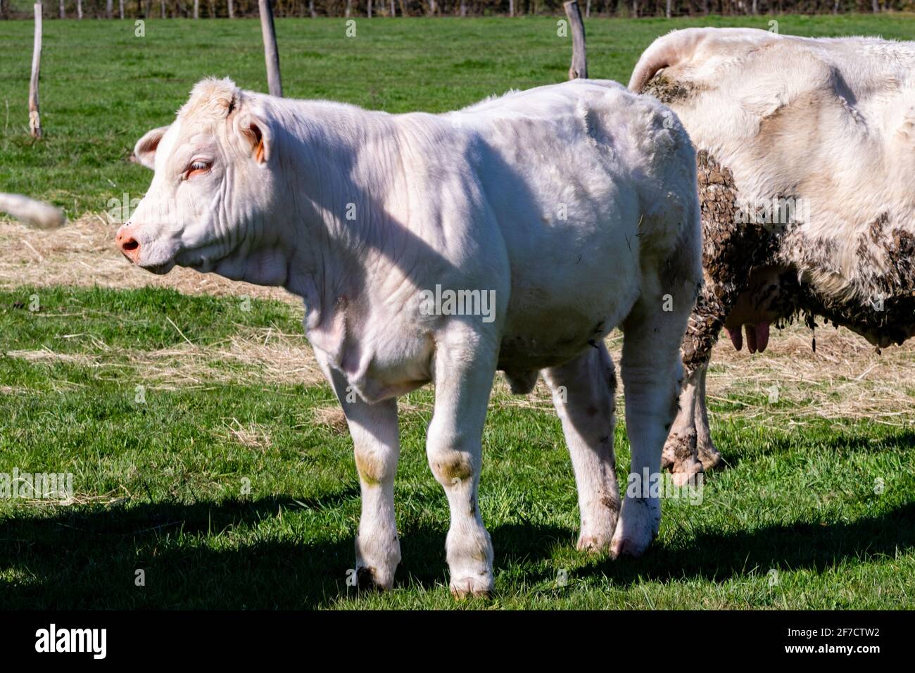 portrait of charolais veal in pasture Stock Photo Alamy
