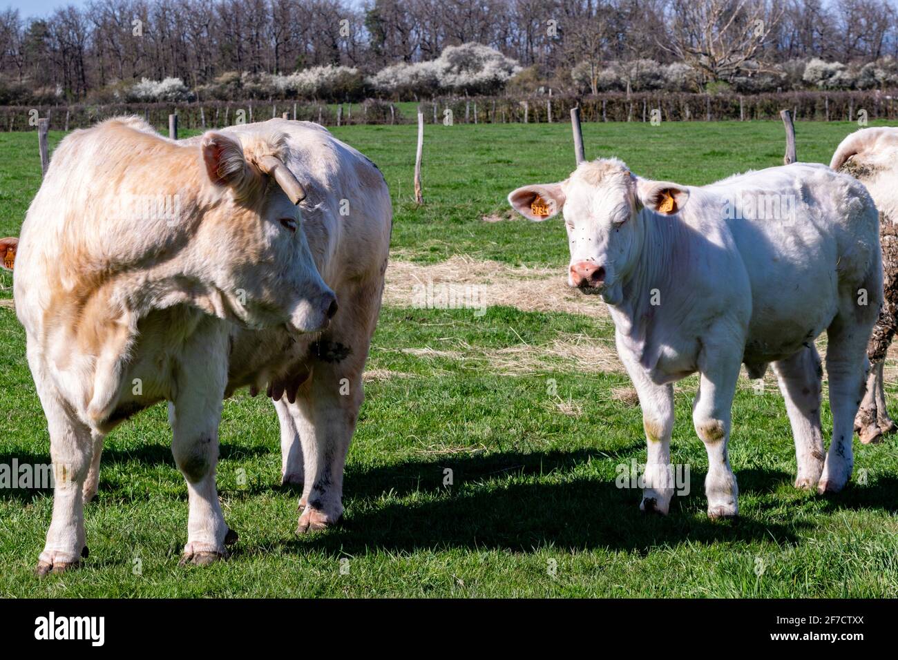 portrait of charolais cow and veal in pasture Stock Photo Alamy