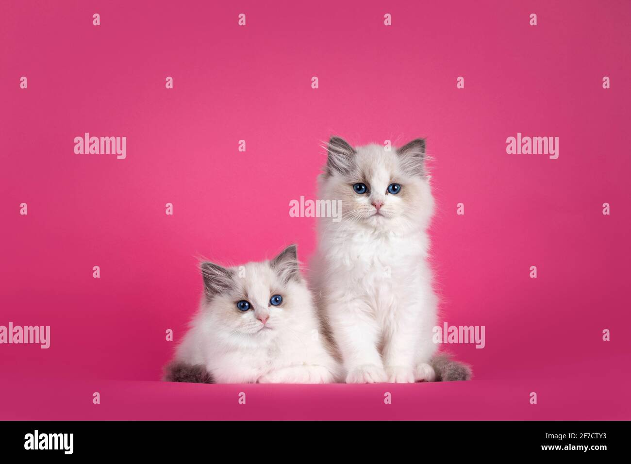 Two adorable Ragdoll cat kittens, laying and sitting beside each other facing front. Looking towards camera with amazing blue eyes. Isolated on a pink Stock Photo