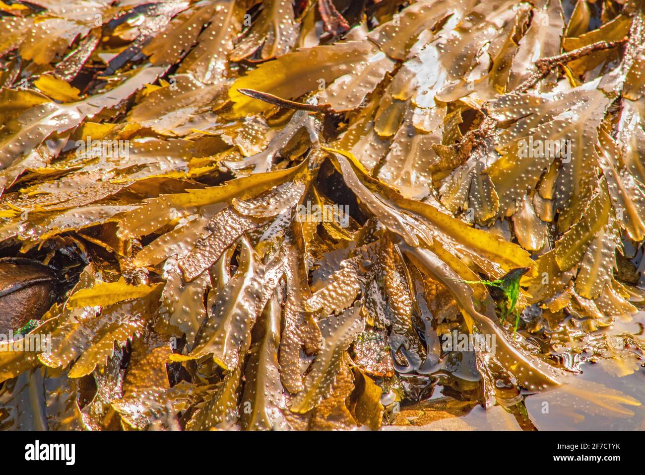 The yellowing drying serrated wrack seaweed by the tidal pool with ubbles of air pockets. Stock Photo