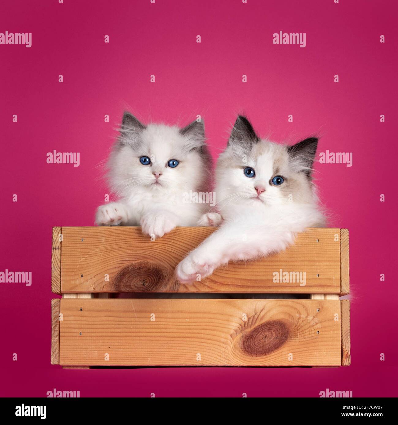 Two adorable Ragdoll cat kittens, sitting together in wooden crate ...