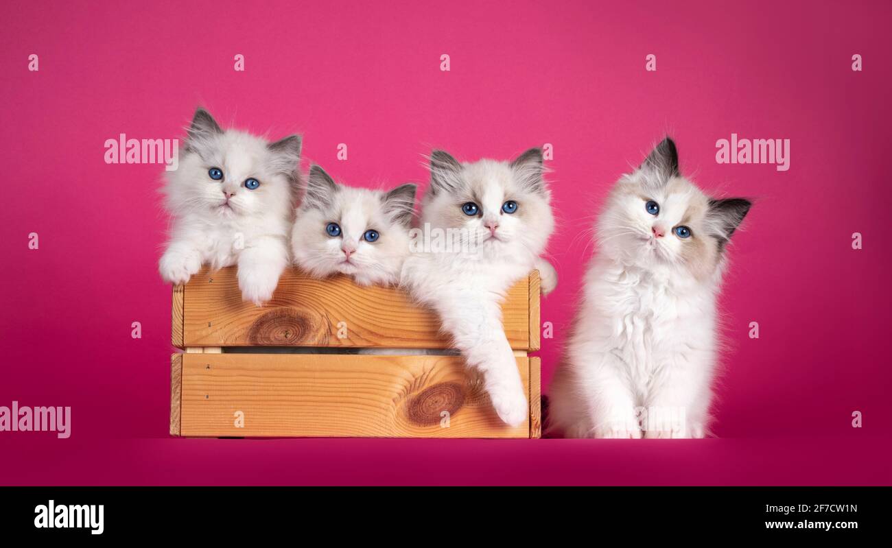 Row of adorable Ragdoll cat kittens, sitting in and beside wooden crate. Looking towards camera with amazing blue eyes. Isolated on a pink background. Stock Photo