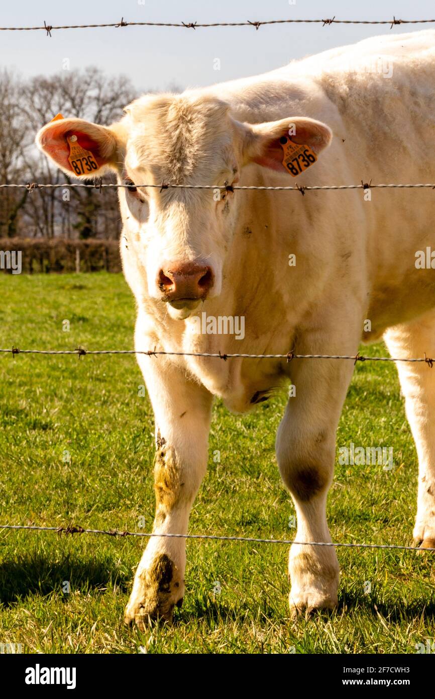 portrait of charolais veal in pasture Stock Photo Alamy