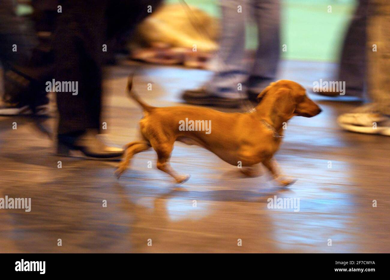 CRUFTS DOG SHOW AT BIRMINHAM NEC Stock Photo