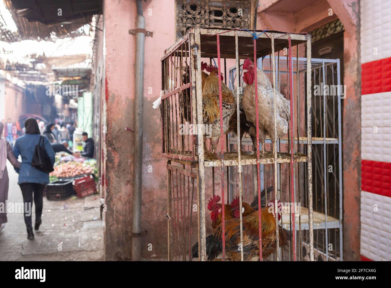 Chickens in a cage at a market stand in the souks of Marrakech, Morocco  Stock Photo - Alamy