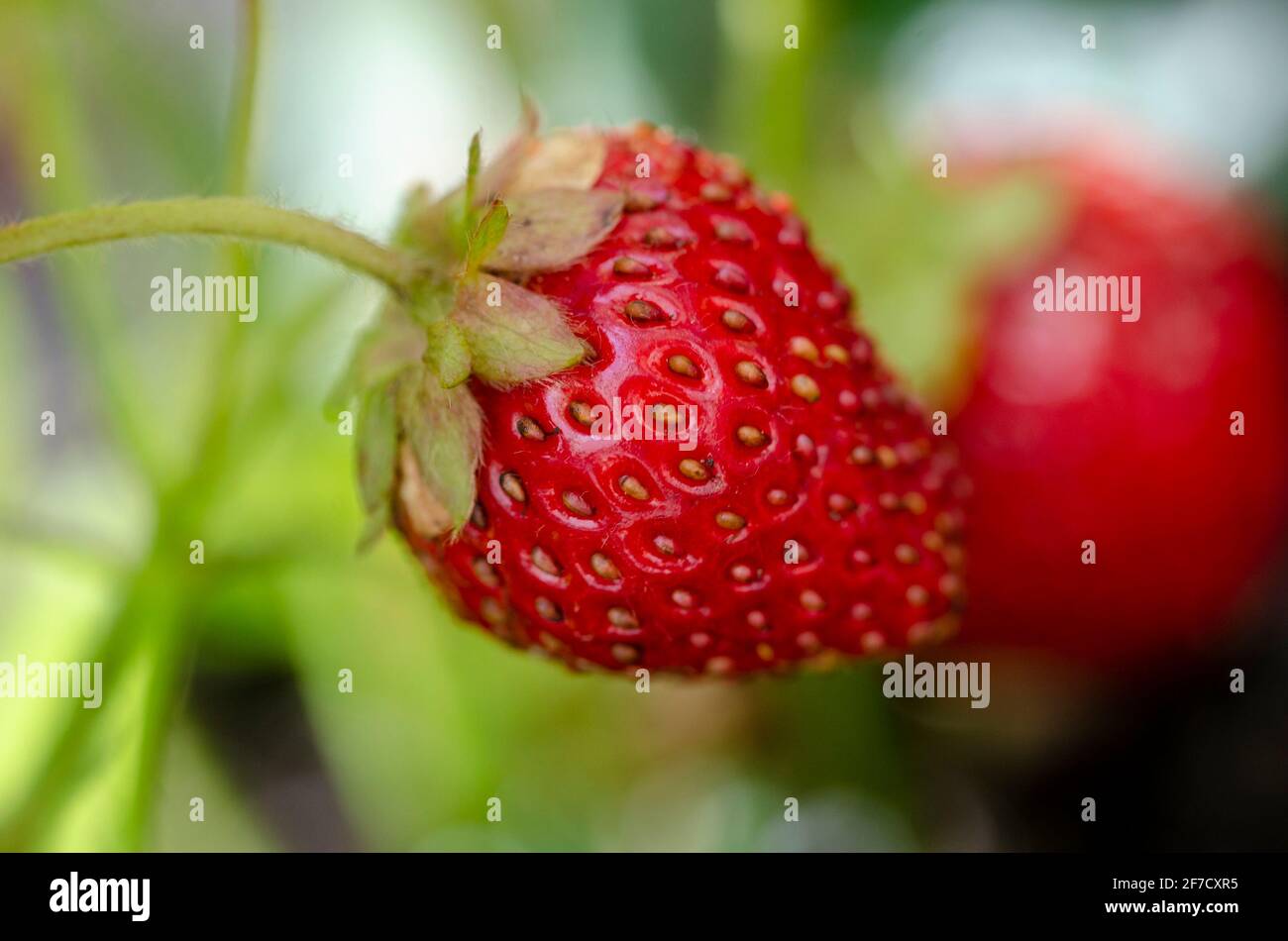 Whole strawberry plant hi-res stock photography and images - Alamy