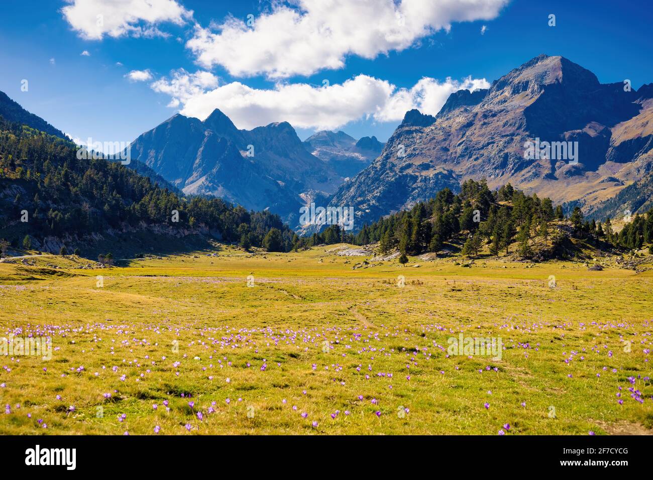 View of a meadow with flowers with the peaks of Tuca Salbaguardia in the background, Benasque, Aragon, Spain Stock Photo