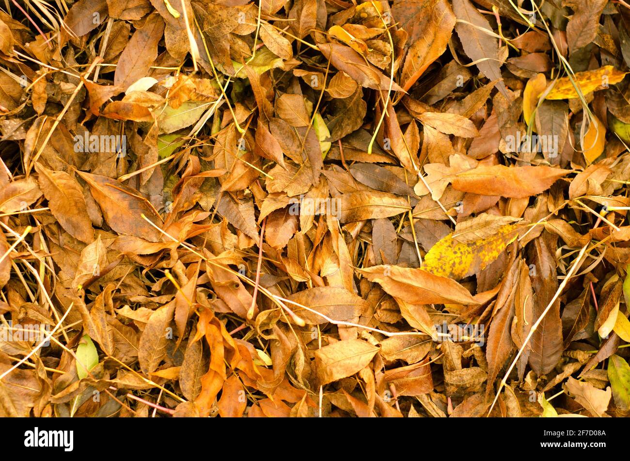 background from a lot of autumn leaves Stock Photo - Alamy
