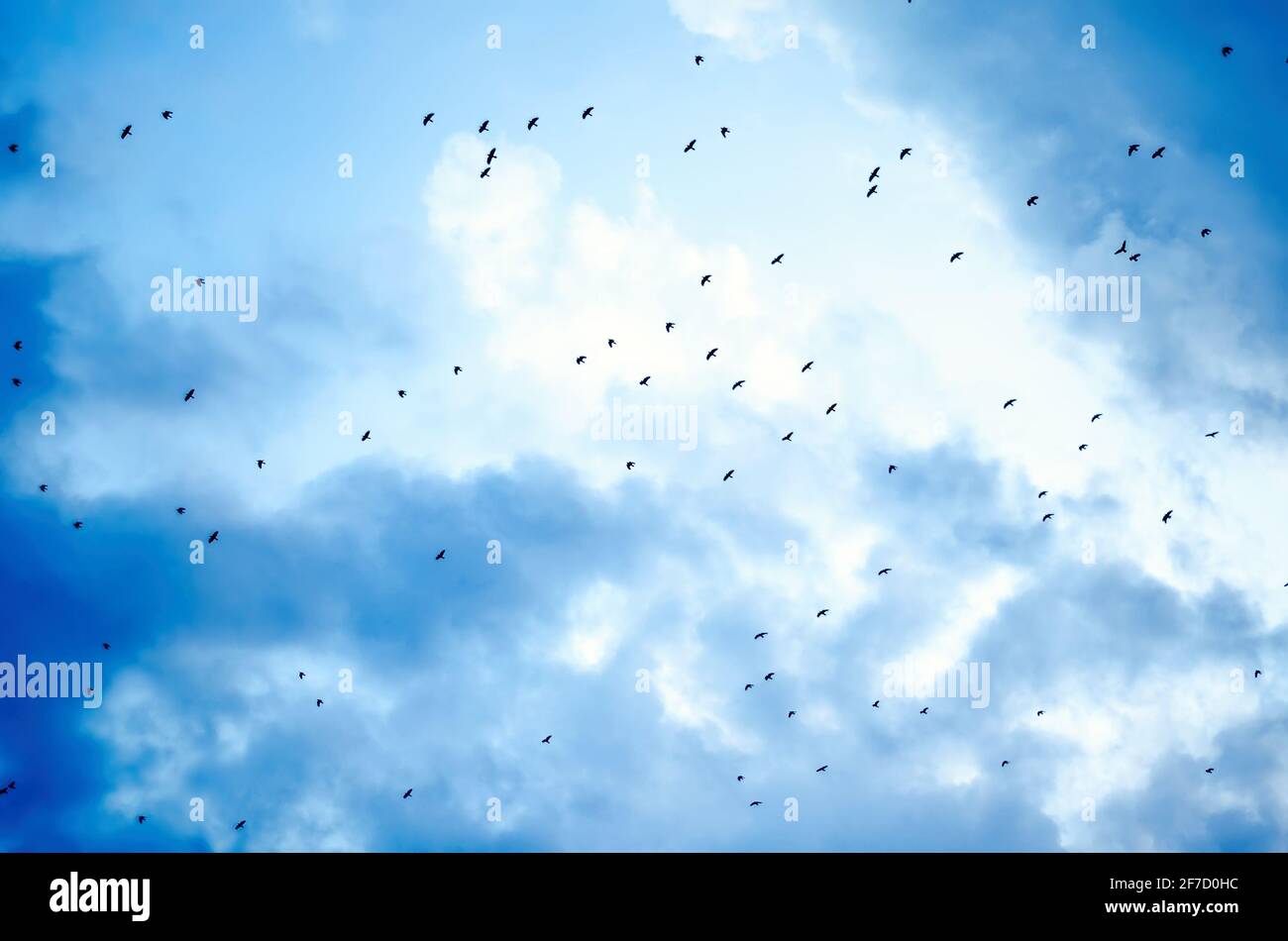 flock of crows flying in the sky Stock Photo - Alamy