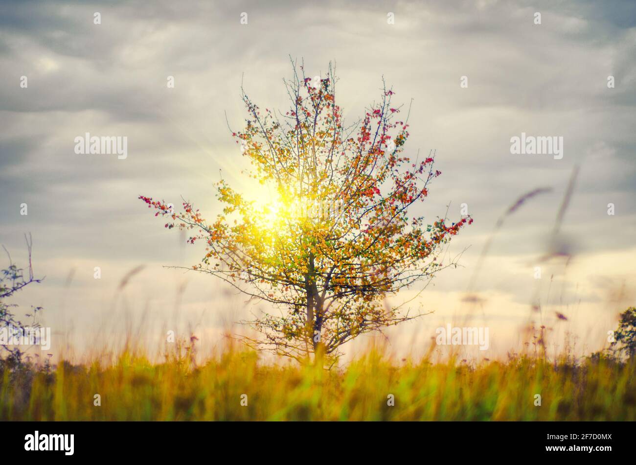 beautiful single tree in the field Stock Photo