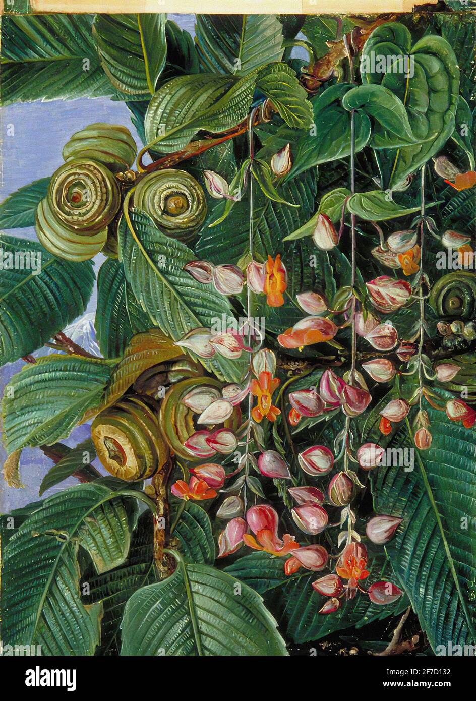 John William North Darjeeling Oak Festooned with Climber 1878 Stock