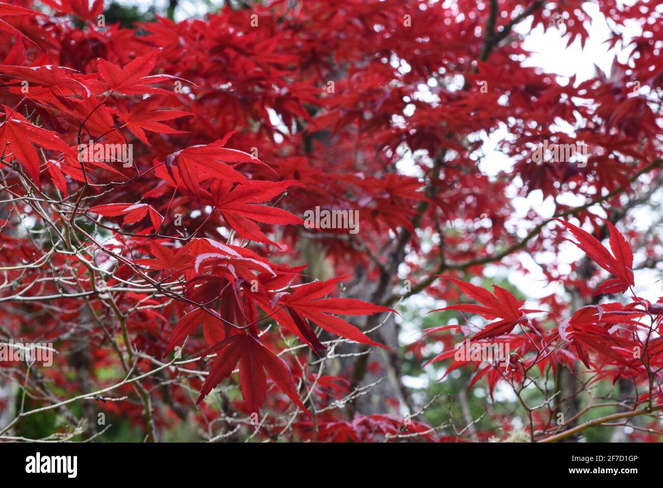 Red Fall leaves Stock Photo