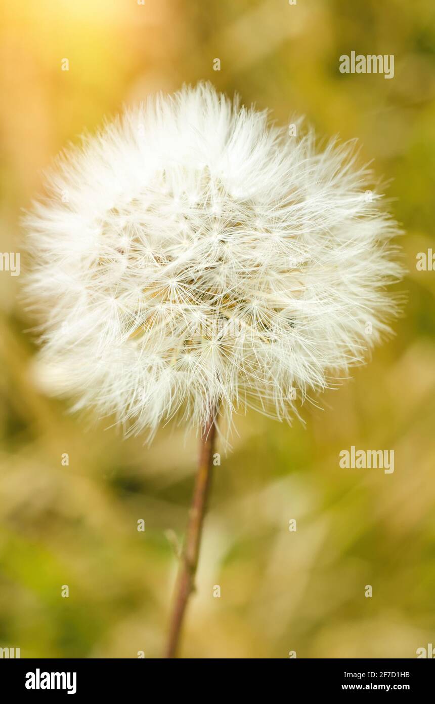 Closeup white dandelion green hi-res stock photography and images - Alamy