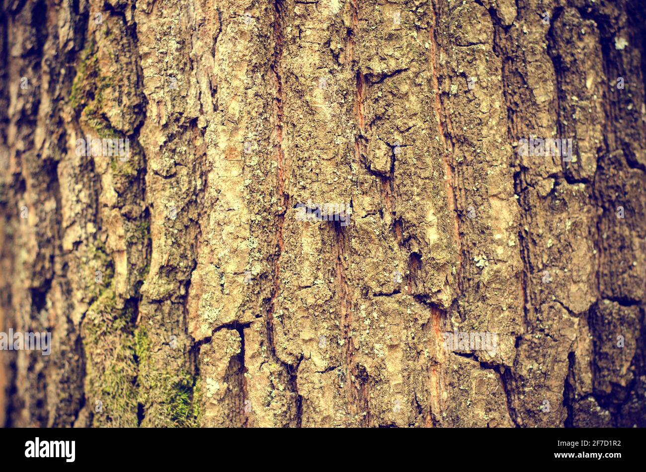 natural background of old textured bark Stock Photo