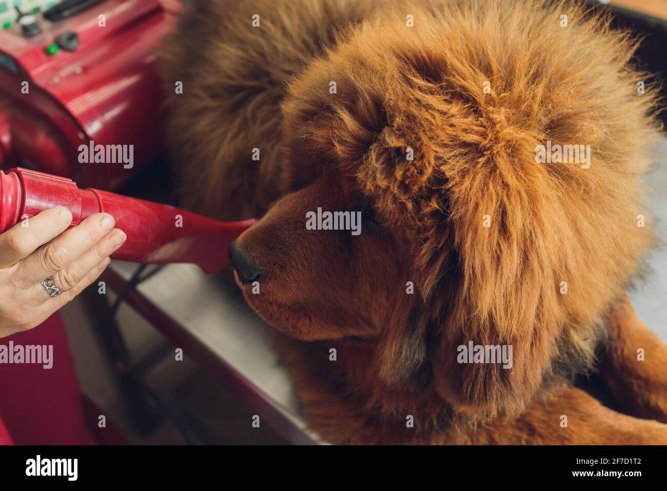 tibetan mastiff lion haircut
