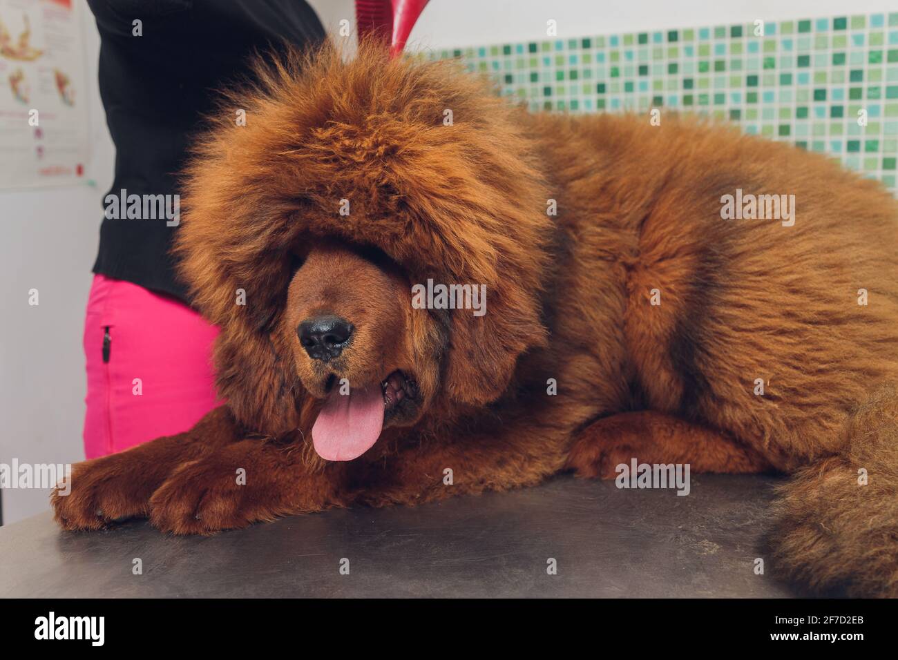 Tibetan mastiff big splash sales