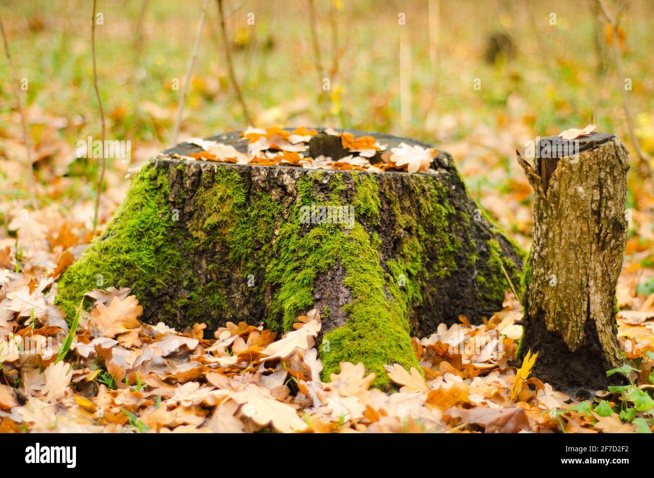 mossy stump in autumn forest Stock Photo