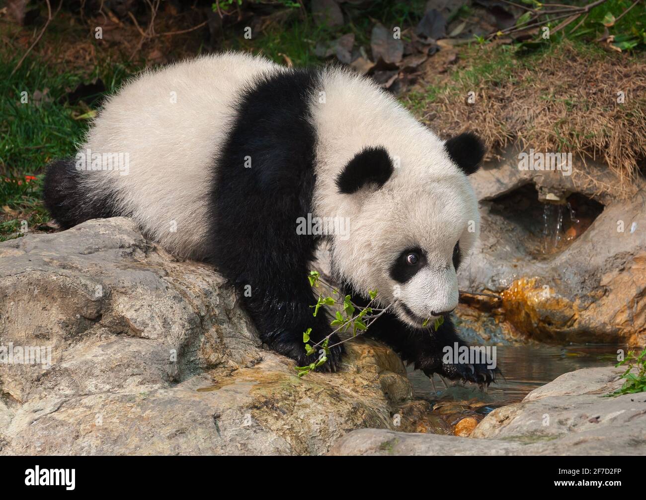 Playful panda bear Stock Photo Alamy