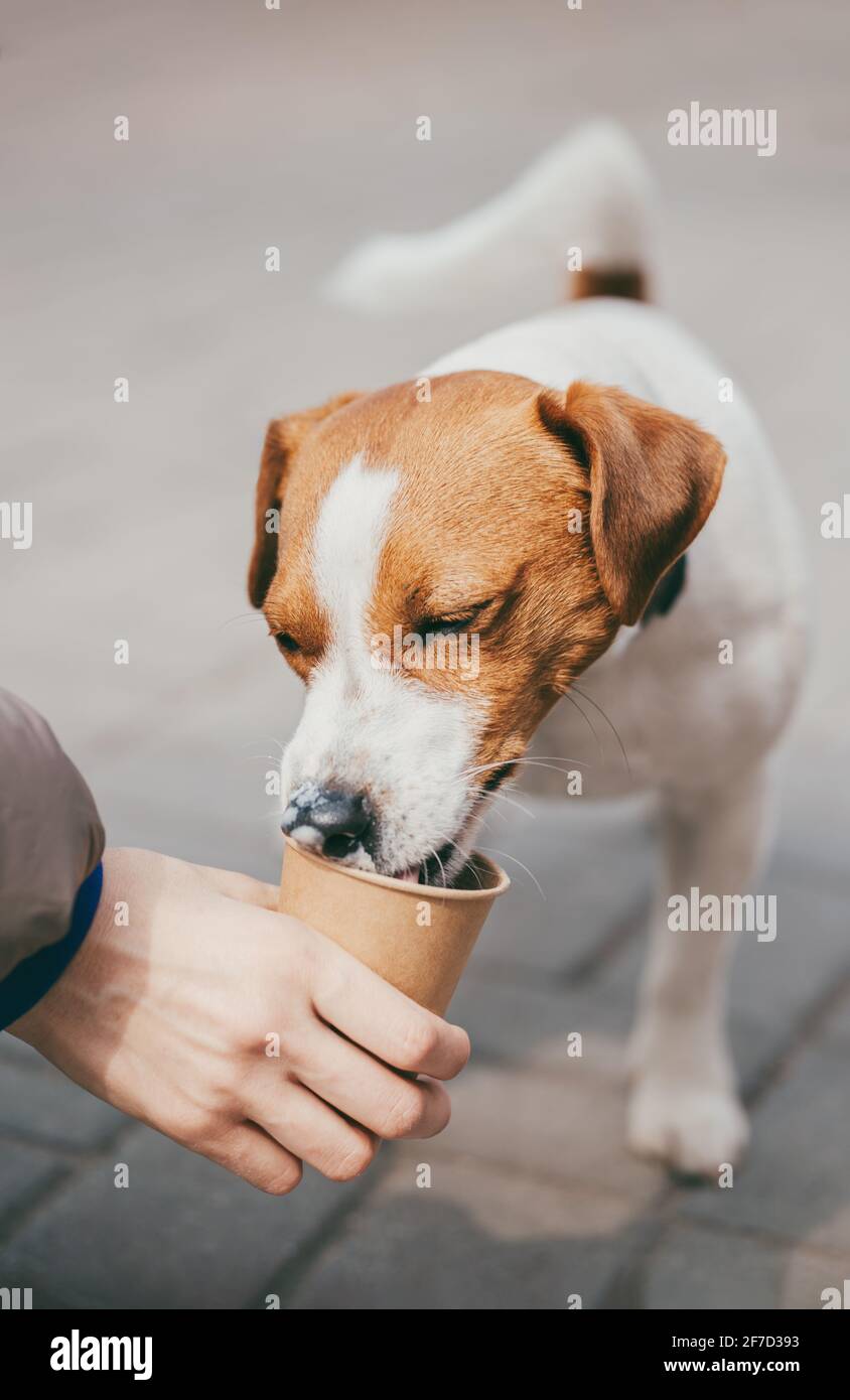 Dog drinking cup cheap