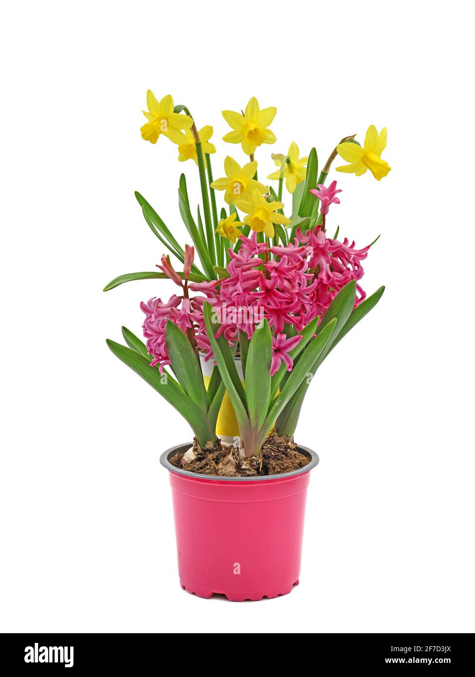 pink hyacinth flowers and yellow daffodils arrangement in pots isolated on white background Stock Photo