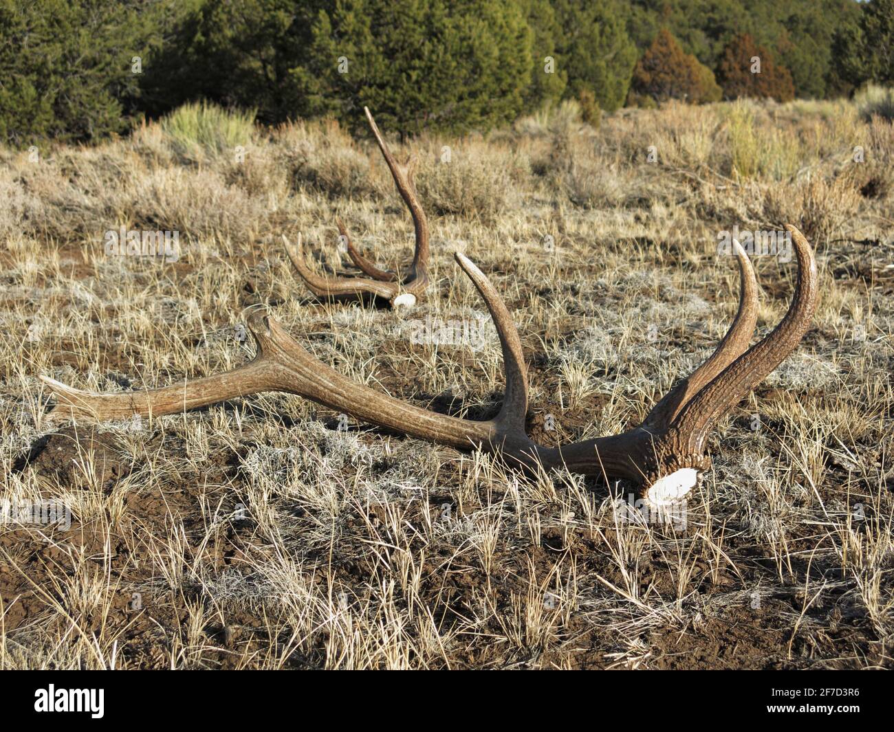 two american elk shed anlters lying in a grassy field outdoors Stock Photo