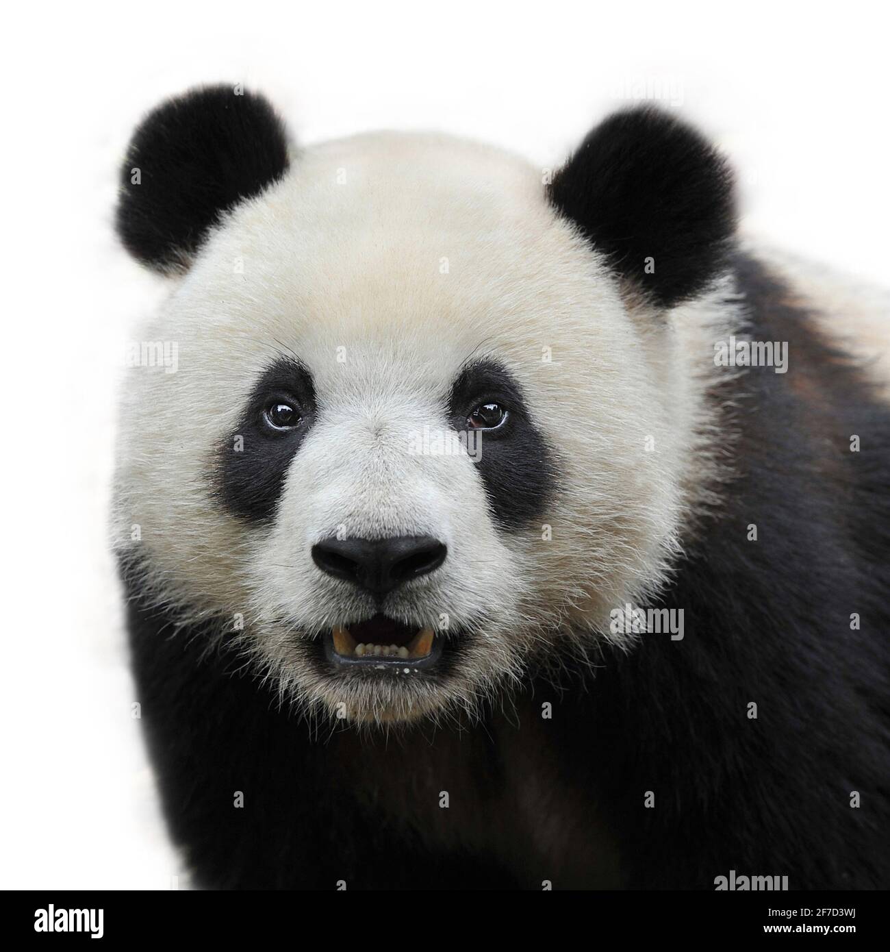 Portrait of giant panda bear isolated on white background Stock Photo