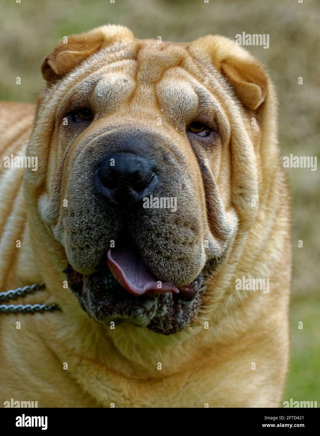 Chinese dog with wrinkled cheap skin