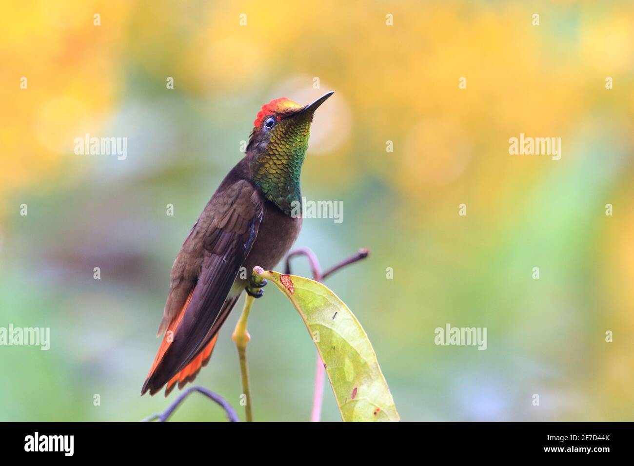 male Ruby-topaz Hummingbird (Chrysolampis mosquitus) perched on a branch against a yellowish and greenish background of defocused flowers Stock Photo