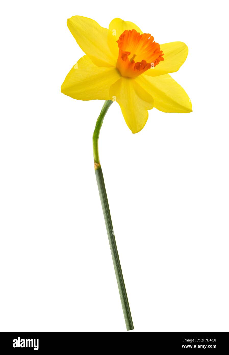 Yellow Daffodil flower isolated on white background Stock Photo