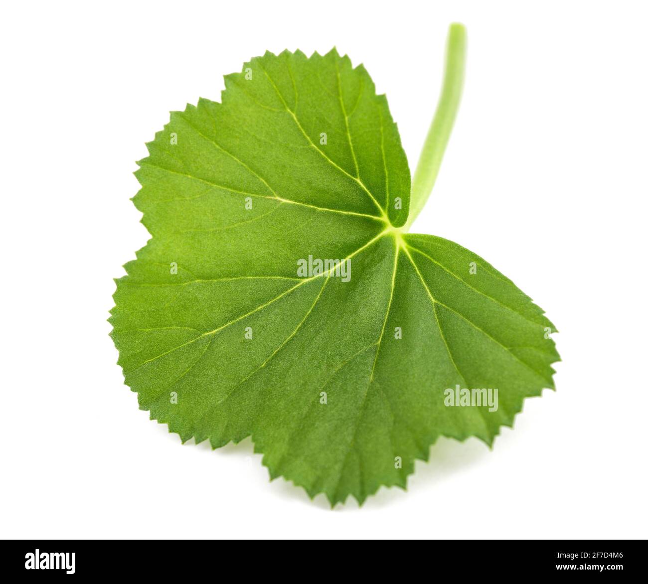fresh green geranium leaf isolated on white background Stock Photo
