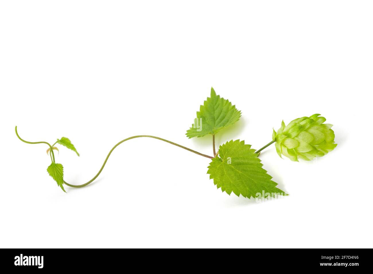 Hop sprig with leaves and cone isolated on white baxkground Stock Photo