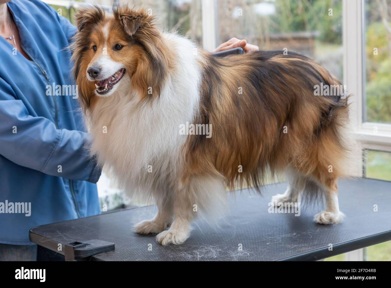 Shetland sheepdog cheap grooming