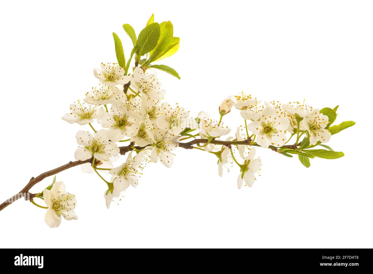 Plum branch with flowers isolated on white background Stock Photo
