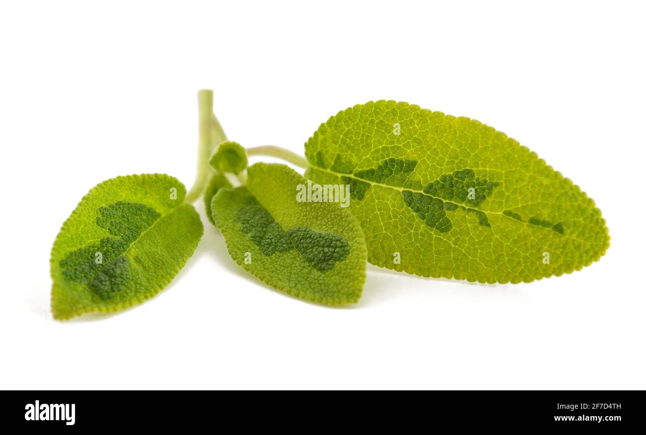 Fresh  sage sprig isolated on white background Stock Photo
