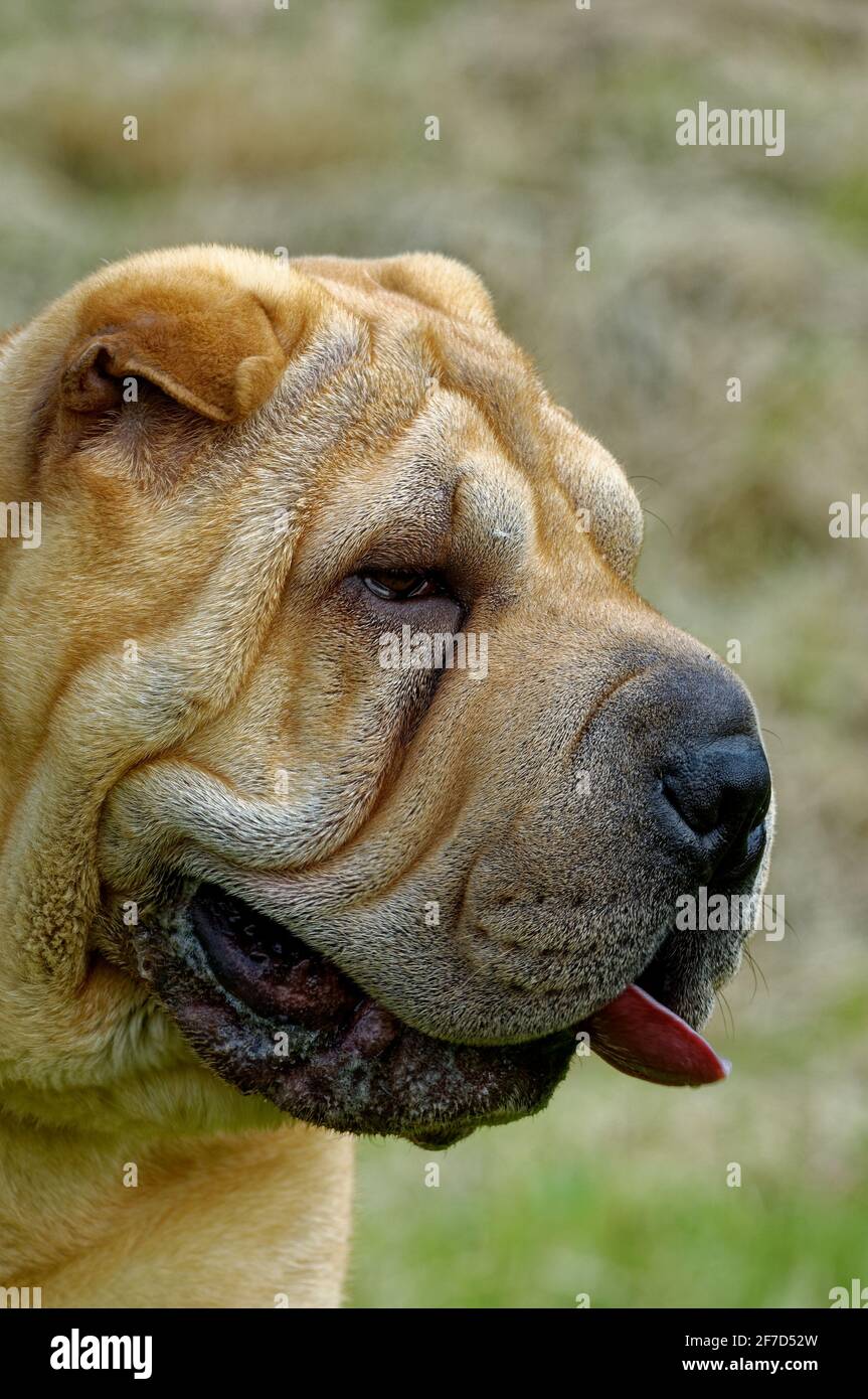 Sharpei Adult Chinese fighting dog wrinkled skin. Stock Photo