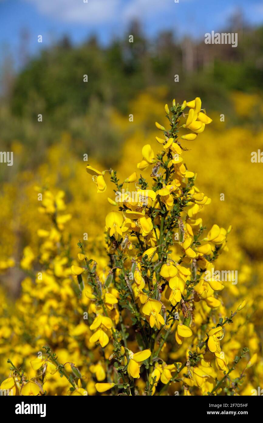 Cytisus scoparius, the common broom or Scotch broom yellow flowering in